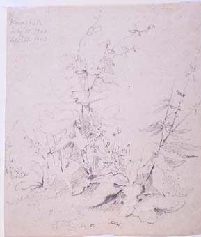 Pencil drawing of flowers at Kirkstall Abbey by John Sell Cotman (1782-1842).